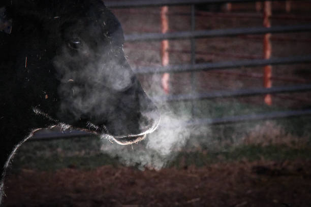 Meaning of Dreaming About a Calf