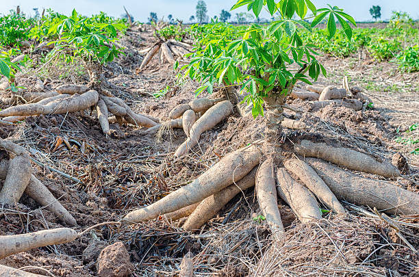 Meaning of Dreaming About a Cassava Field