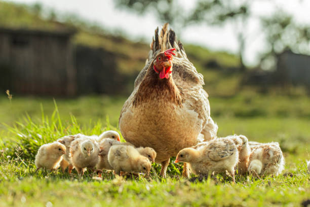 Meaning of Dreaming About a Chicken with Chicks