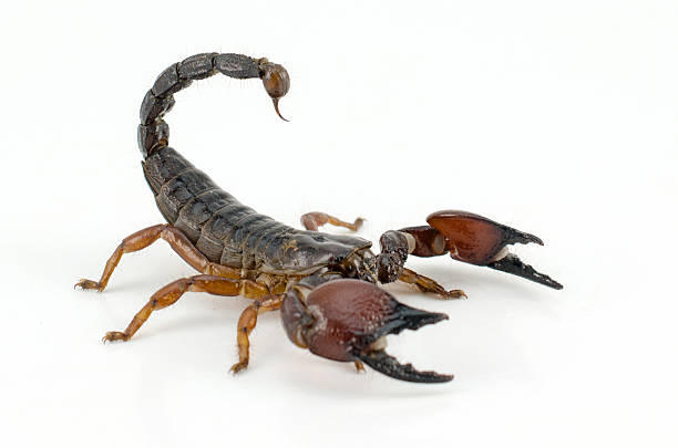 Meaning of Dreaming About a Scorpion