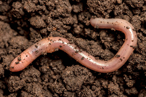 Meaning of Dreaming About a Worm