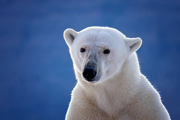 Meaning of Dreaming About Being Attacked by a Polar Bear