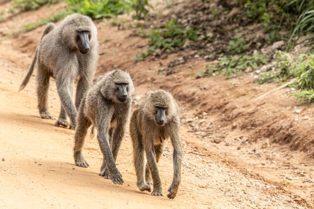 Meaning of Dreaming About Being Attacked by Baboons