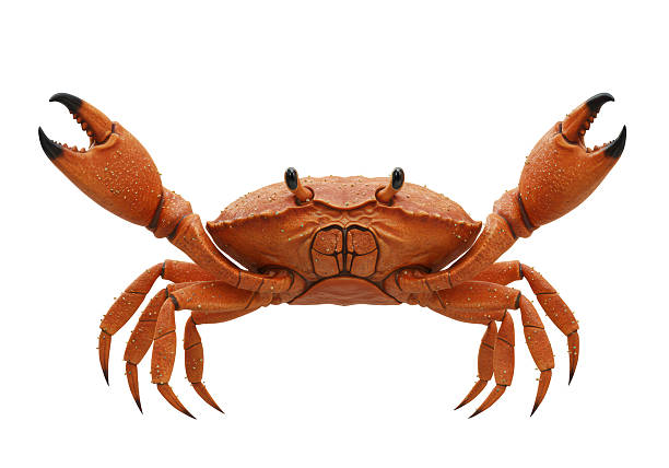 Meaning of Dreaming About Being Bitten by a Crab