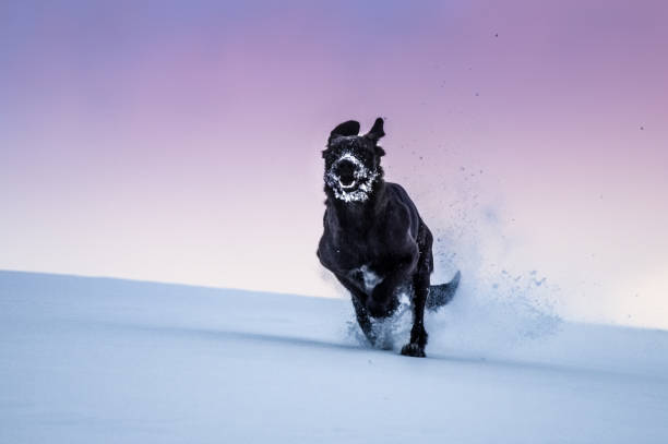 Meaning of Dreaming About Being Chased by a Black Dog