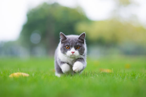 Meaning of Dreaming About Being Chased by a Cat