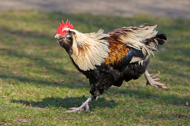 Meaning of Dreaming About Being Chased by a Chicken