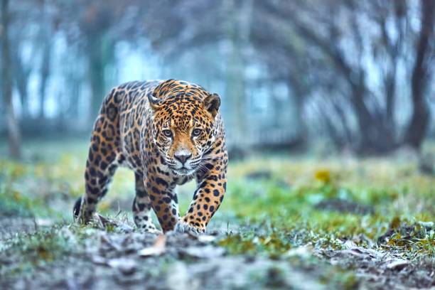 Meaning of Dreaming About Being Chased by a Jaguar