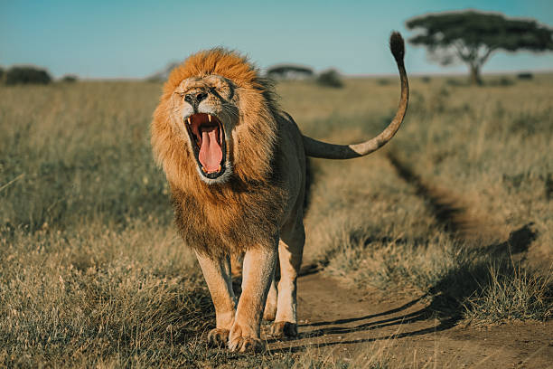 Meaning of Dreaming About Being Chased by a Lion