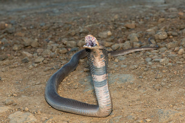 Meaning of Dreaming About Being Chased by a Snake