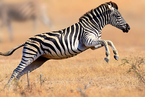 Meaning of Dreaming About Being Chased by a Zebra