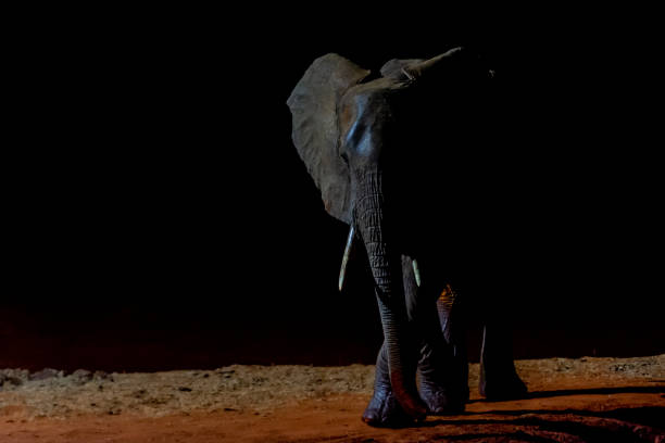 Meaning of Dreaming About Being Chased by Elephants