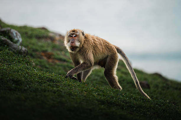 Meaning of Dreaming About Being Chased by Monkeys