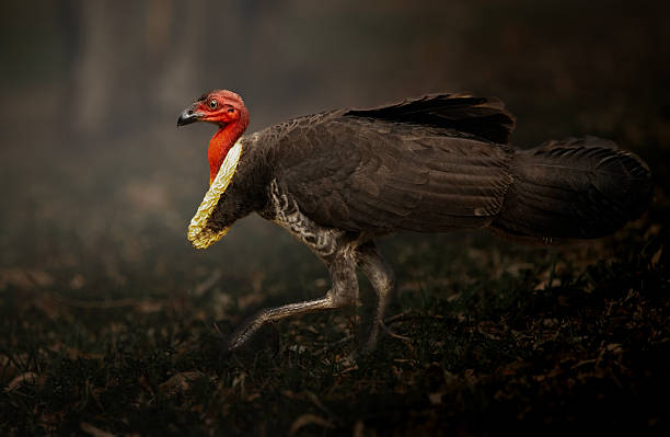 Meaning of Dreaming About Being Chased by Turkey