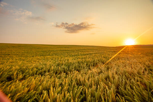 Meaning of Dreaming About Being in a Field
