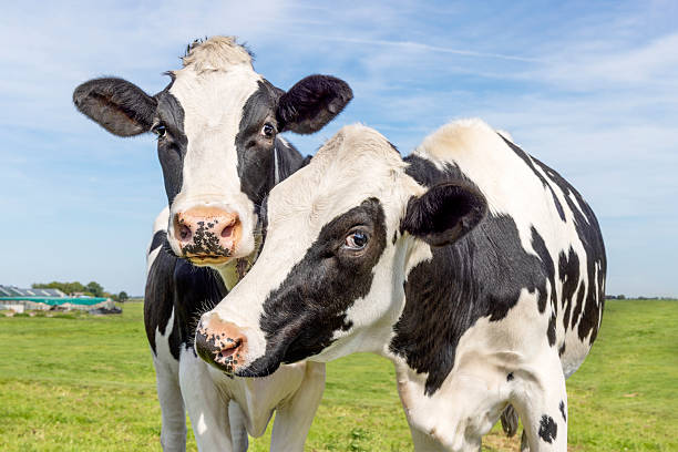 Meaning of Dreaming About Cows