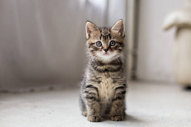 Meaning of Dreaming About Eating a Cat