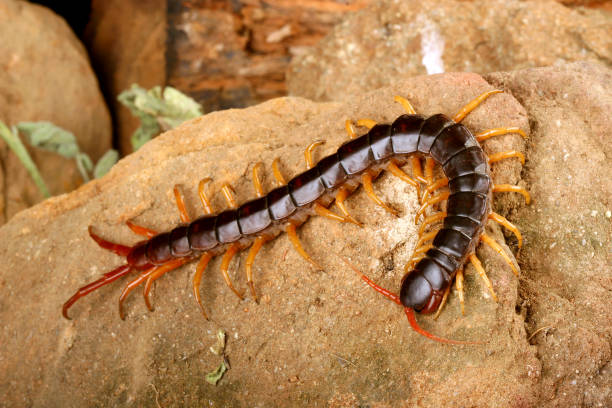 Meaning of Dreaming About Eating Centipede