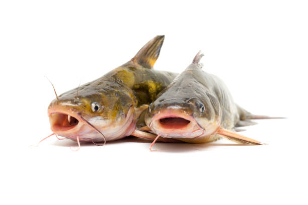 Meaning of Dreaming About Eating Catfish