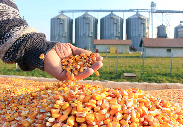 Meaning of Dreaming About Eating Raw Corn