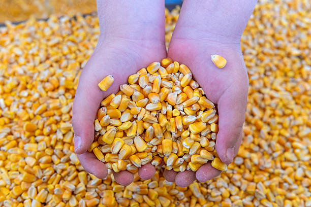 Meaning of Dreaming About Eating Raw Maize