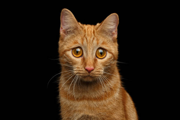 Meaning Of Dreaming About Hearing A Cat Crying