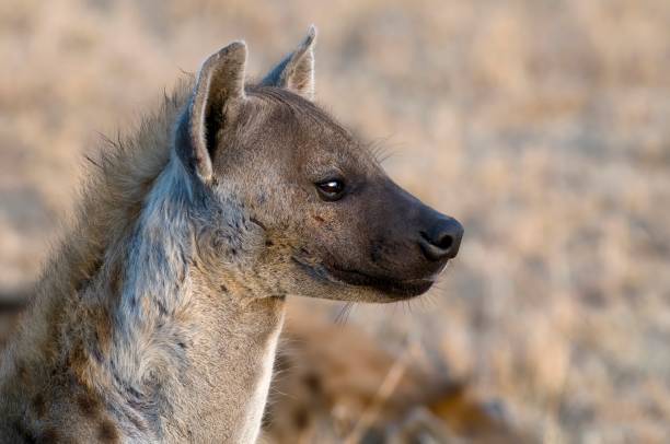 Meaning of Dreaming About Holding a Hyena’s Mouth Shut