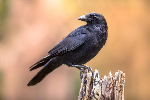 Dreaming of a Crow
